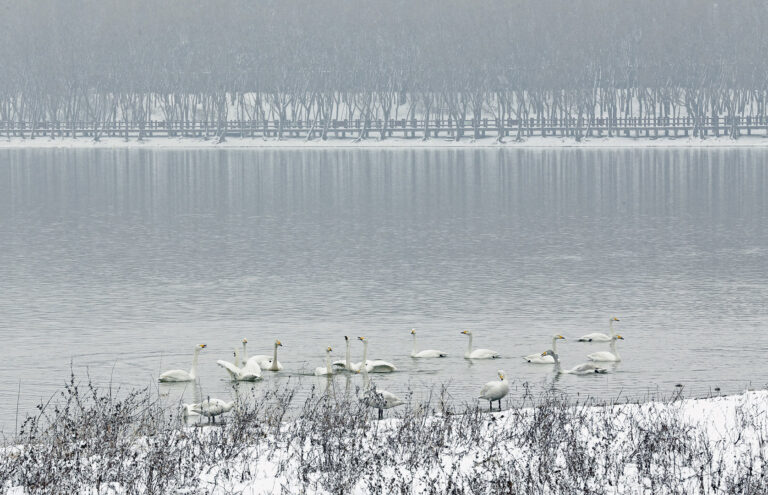 Zhang Chuansong - Beauty-of-swans-9